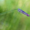 1000 BLUE GRAMA GRASS Gramma Bouteloua Gracilis Flower Mosquito Grass Seeds