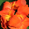 5 ORANGE CANNA LILY Indian Shot Arrowroot Canna Indica Flower Seeds