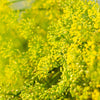 2500 BOUQUET DILL Anethum Graveolens Herb Flower Seeds