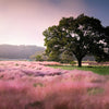 40 PINK MUHLY GRASS Cotton Candy Grass Muhlenbergia Capillaris Native Seeds