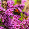 500 OREGANO Origanum Vulgare Herb Purple Butterfly Flower Seeds
