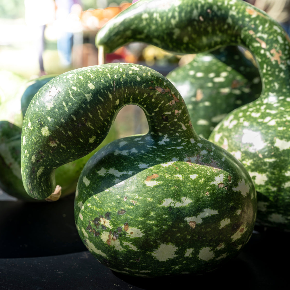 Gooseneck / Bottle / Swan Gourd Lagenaria Siceraria Vine Seeds – photo 11
