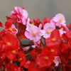 25 WAX MIXED BEGONIA Semperflorens Fibrous Mixed Colors Red Pink White Two Tone Shade Flower Seeds