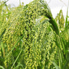 200 PROSO MILLET White Common Panicum Miliaceum Ornamental Grass Vegetable Seeds