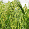 Proso Millet Seeds – White Common Panicum Miliaceum Ornamental Grass Vegetable – photo 5