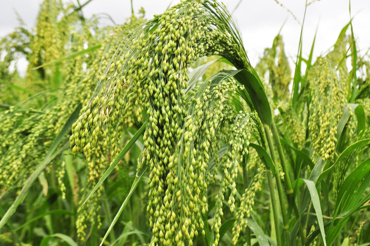 Proso Millet Seeds – White Common Panicum Miliaceum Ornamental Grass Vegetable – photo 5