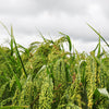 200 PROSO MILLET White Common Panicum Miliaceum Ornamental Grass Vegetable Seeds