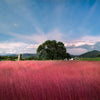 40 PINK MUHLY GRASS Cotton Candy Grass Muhlenbergia Capillaris Native Seeds