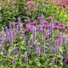 500 PURPLE ANISE HYSSOP (Licorice Mint / Blue Giant) Agastache Foeniculum Herb Flower Seeds