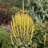 150 YELLOW VERBASCUM Thapsus Common Mullein Flower Herb Seeds