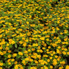 150 YELLOW CREEPING ZINNIA Sanvitalia Procumbens Seeds