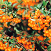 100 SEABERRY Sea Buckthorn Elaeagnus Hippophae Rhamnoides Orange Berry Fruit Shrub Yellow Flower Silver Foliage Seeds
