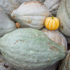 30 BLUE HUBBARD SQUASH New England Buttercup Cucurbita Pepo Vegetable Seeds