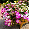Mixed Colors Ice Plant ( Mesembryanthemum Daisy / Livingstone Daisy ) Dorotheanthus Bellidiformis Flower Seeds – photo 8