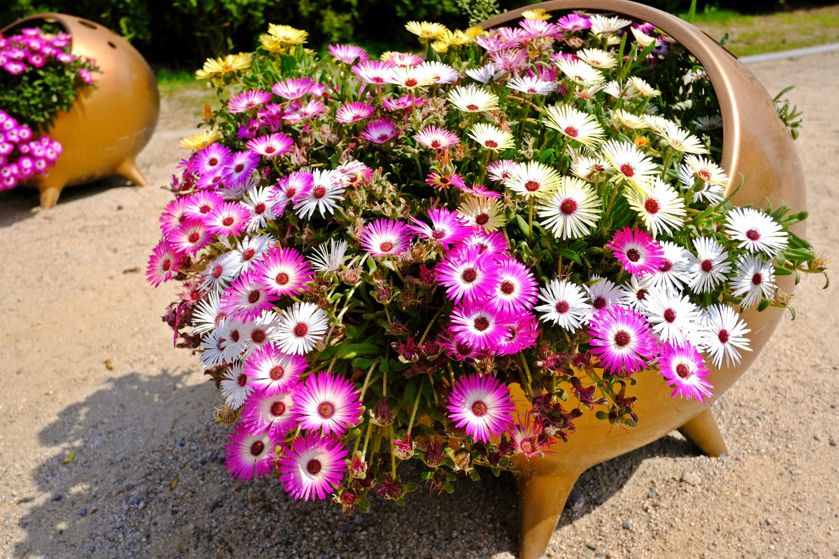 Mixed Colors Ice Plant ( Mesembryanthemum Daisy / Livingstone Daisy ) Dorotheanthus Bellidiformis Flower Seeds – photo 8