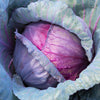 500 RED ACRE CABBAGE Brassica Oleracea Capitata Vegetable Seeds