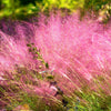 40 PINK MUHLY GRASS Cotton Candy Grass Muhlenbergia Capillaris Native Seeds