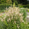 1000 CULVERS ROOT (Black Root) Veronicastrum Virginicum Flower Seeds