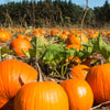 Jack O Lantern Pumpkin Cucurbita Maxima Vegetable Seeds – photo 8