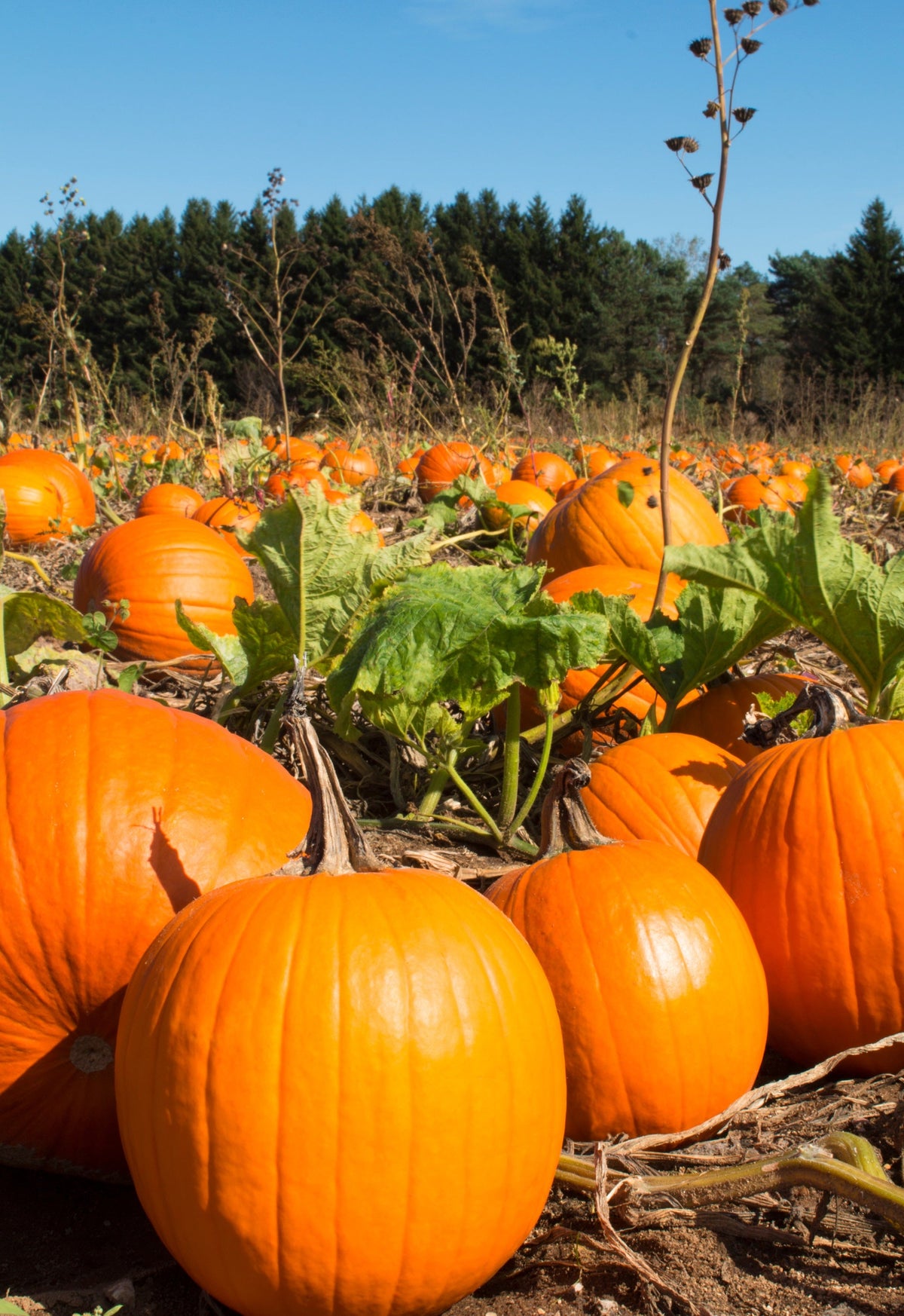Jack O Lantern Pumpkin Cucurbita Maxima Vegetable Seeds – photo 8