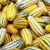 50 DELICATA SQUASH Striped Sweet Potato Cucurbita Pepo Vegetable Seeds