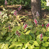10 DOLL'S EYES Flower White Baneberry Cohosh Actaea Pachypoda Alba Seeds