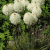 100 BEAR GRASS aka Bear LILY Beargrass Ornamental Xerophyllum Tenax Flower Seeds