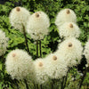 100 BEAR GRASS aka Bear LILY Beargrass Ornamental Xerophyllum Tenax Flower Seeds