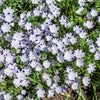 750 FIVE SPOT Nemophila Maculata White & Purple Flower Seeds