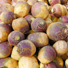 1500 American PURPLE TOP RUTABAGA Brassica Napus Root Vegetable & Greens Seeds