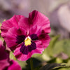 50 RASPBERRY BLOTCH PANSY Swiss Giant Viola Wittrockiana Pink Flower Seeds