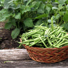 Tendergreen Green Bean Seeds – Phaseolus Vulgaris Vegetable – photo 7