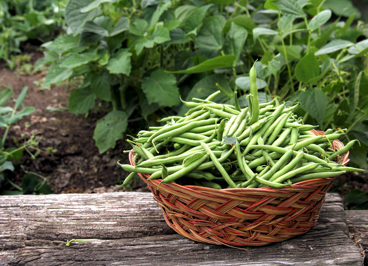 Tendergreen Green Bean Seeds – Phaseolus Vulgaris Vegetable – photo 7