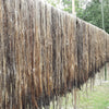 100 TOSSA JUTE Mallow Corchorus Olitorius African Sorrel Bush Okra Twine Vegetable Seeds