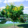 10 DWARF GOLDEN RAIN TREE Koelreuteria Paniculata Nana Yellow Flower Seeds