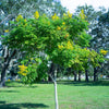 10 DWARF GOLDEN RAIN TREE Koelreuteria Paniculata Nana Yellow Flower Seeds