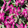Flamingo Feather Wheat Celosia Spicata Pink & White Flower Seeds
