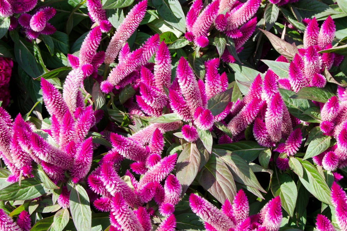 Flamingo Feather Wheat Celosia Spicata Pink & White Flower Seeds
