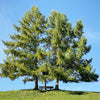 25 EUROPEAN LARCH TREE Pine Pinetree Evergreen Larix Decidua Seeds