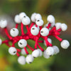 10 DOLL'S EYES Flower White Baneberry Cohosh Actaea Pachypoda Alba Seeds