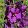 50 VIOLETTA VERBASCUM Phoeniceum Purple Mullein Nectar Flower Seeds
