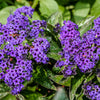 50 Blue MARINE HELIOTROPE Heliotropium Arborescens Flower Seeds