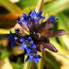 30 Dark Blue NIKITA GENTIAN Gentiana Dahurica Siberian Flower Herb Seeds