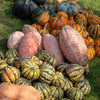 25 Jumbo PINK BANANA SQUASH Perilla Frutescens Heirloom Winter Vegetable Seeds