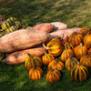 25 Jumbo PINK BANANA SQUASH Perilla Frutescens Heirloom Winter Vegetable Seeds