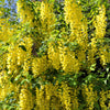 25 SIBERIAN PEASHRUB Caragana Arborescens Peatree Yellow Flower Legume Vegetable Seeds