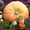 10 Dill's ATLANTIC GIANT PUMPKIN Up to 2000 lb Cucurbita Vegetable Seeds