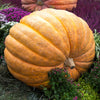 10 Dill's ATLANTIC GIANT PUMPKIN Up to 2000 lb Cucurbita Vegetable Seeds