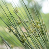 1000 SOFT RUSH (Common Rush) Juncus Effusus Ornamental Grass Seeds