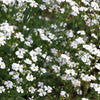1000 White BABY'S BREATH 'Covent Garden' Gypsophila Elegans Flower Seeds